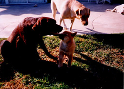 Socializing w/ dogs